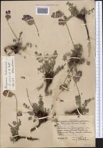 Hedysarum talassicum Nikitina & Sultanova, Middle Asia, Western Tian Shan & Karatau (M3) (Uzbekistan)