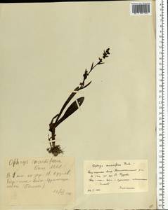 Ophrys insectifera L., Eastern Europe, Eastern region (E10) (Russia)