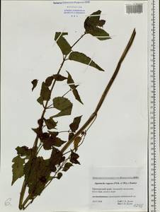 Agastache rugosa (Fisch. & C.A.Mey.) Kuntze, Siberia, Russian Far East (S6) (Russia)
