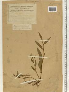 Persicaria hydropiper (L.) Spach, Eastern Europe, North-Western region (E2) (Russia)