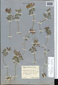 Corydalis aitchisonii subsp. kamelinii (Kurbanov) Lidén, Middle Asia, Kopet Dag, Badkhyz, Small & Great Balkhan (M1) (Turkmenistan)