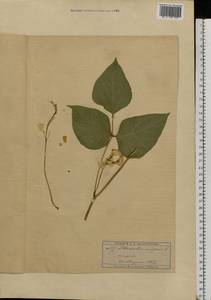 Phaseolus vulgaris L., Eastern Europe, Moscow region (E4a) (Russia)