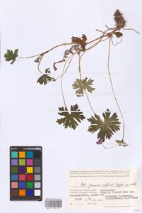 Geranium collinum Stephan ex Willd., Eastern Europe, Lower Volga region (E9) (Russia)