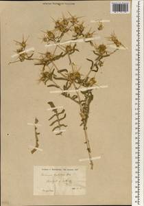 Centaurea hyalolepis Boiss., South Asia, South Asia (Asia outside ex-Soviet states and Mongolia) (ASIA) (Turkey)