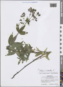 Galium rubioides L., Eastern Europe, Middle Volga region (E8) (Russia)