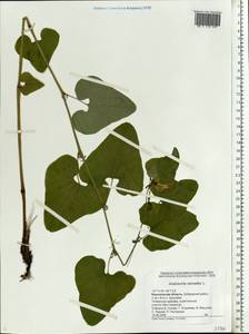 Aristolochia clematitis L., Eastern Europe, Central forest-and-steppe region (E6) (Russia)