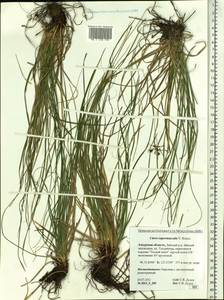 Carex pediformis var. pediformis, Siberia, Russian Far East (S6) (Russia)