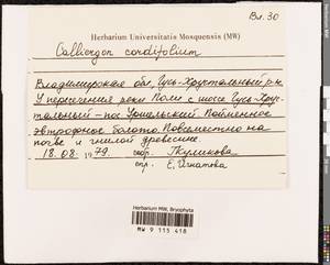 Calliergon cordifolium (Hedw.) Kindb., Bryophytes, Bryophytes - Middle Russia (B6) (Russia)