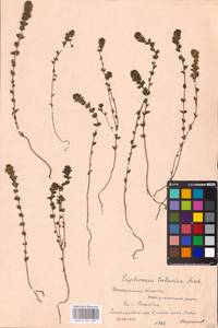 MHA 0 161 687, Euphrasia pectinata Ten., Eastern Europe, Central forest-and-steppe region (E6) (Russia)