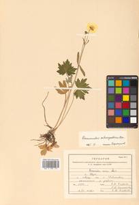 Ranunculus acris L., Siberia, Russian Far East (S6) (Russia)