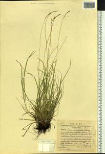 Carex conspissata V.I.Krecz., Siberia, Altai & Sayany Mountains (S2) (Russia)