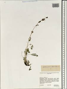 Artemisia desertorum Spreng., Siberia, Altai & Sayany Mountains (S2) (Russia)