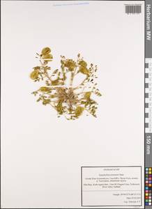 Zygophyllum pinnatum Cham. & Schltdl., Siberia, Altai & Sayany Mountains (S2) (Russia)