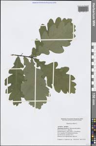 Quercus robur L., Eastern Europe, Central forest-and-steppe region (E6) (Russia)