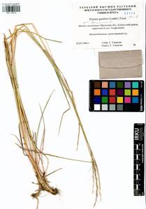 Elymus gmelinii (Trin.) Tzvelev, Siberia, Baikal & Transbaikal region (S4) (Russia)
