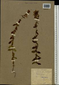Hypericum maculatum, Eastern Europe, Belarus (E3a) (Belarus)