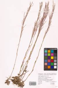 Arabis hirsuta (L.) Scop., Eastern Europe, North-Western region (E2) (Russia)