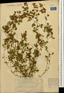 Trifolium campestre Schreb., Caucasus, Azerbaijan (K6) (Azerbaijan)