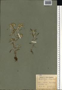 Gnaphalium uliginosum L., Eastern Europe, North Ukrainian region (E11) (Ukraine)