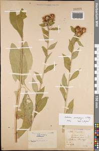 Centaurea pseudophrygia C. A. Mey., Eastern Europe, North Ukrainian region (E11) (Ukraine)