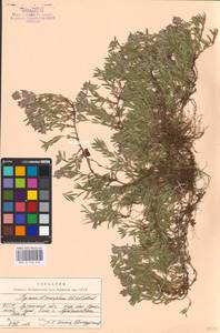 MHA 0 156 972, Thymus dimorphus Klokov & Des.-Shost., Eastern Europe, North Ukrainian region (E11) (Ukraine)