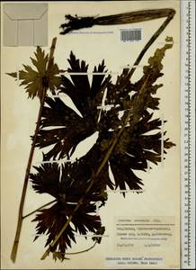 Aconitum orientale Mill., Caucasus, Stavropol Krai, Karachay-Cherkessia & Kabardino-Balkaria (K1b) (Russia)