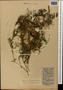 Cuscuta campestris Yunck., Caucasus, Georgia (K4) (Georgia)