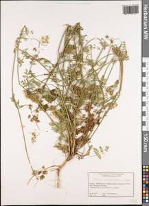 Orlaya grandiflora (L.) Hoffm., Western Europe (EUR) (Greece)