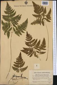 Gymnocarpium robertianum (Hoffm.) Newman, Western Europe (EUR) (Austria)