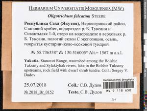 Oligotrichum falcatum Steere, Bryophytes, Bryophytes - Yakutia (B19) (Russia)