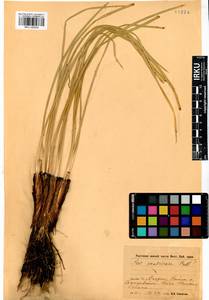Iris ventricosa Pall., Siberia, Baikal & Transbaikal region (S4) (Russia)