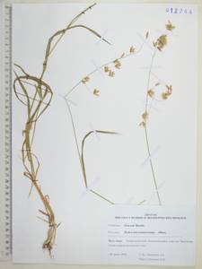 Melica turczaninowiana Ohwi, Siberia, Russian Far East (S6) (Russia)