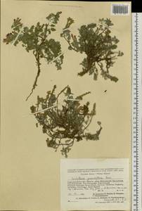 Scutellaria grandiflora Sims, Siberia, Altai & Sayany Mountains (S2) (Russia)