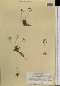 Draba corymbosa R. Br. ex DC., Siberia, Central Siberia (S3) (Russia)
