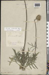 Jurinea mollis (L.) Rchb., Eastern Europe, Central forest-and-steppe region (E6) (Russia)