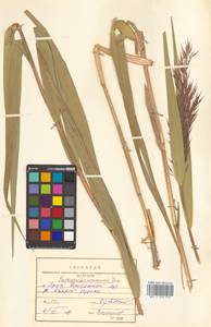 Phragmites australis (Cav.) Trin. ex Steud., Siberia, Russian Far East (S6) (Russia)