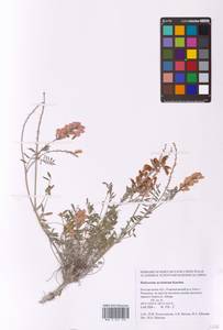 Hedysarum ucrainicum Kaschm., Eastern Europe, Central forest-and-steppe region (E6) (Russia)