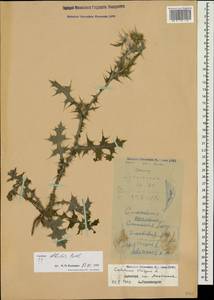 Carduus pycnocephalus subsp. albidus (M. Bieb.) Kazmi, Caucasus, Dagestan (K2) (Russia)