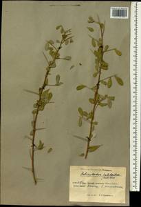 Caragana halodendron (Pall.) Dum.Cours., South Asia, South Asia (Asia outside ex-Soviet states and Mongolia) (ASIA) (China)