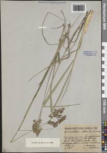 Anthoxanthum nitens (Weber) Y.Schouten & Veldkamp, Siberia, Western (Kazakhstan) Altai Mountains (S2a) (Kazakhstan)