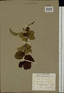 Malus sylvestris Mill., Eastern Europe, North Ukrainian region (E11) (Ukraine)