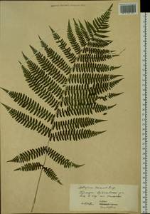 Athyrium sinense Rupr., Siberia, Russian Far East (S6) (Russia)