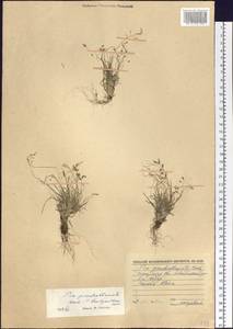 Poa pseudoabbreviata Roshev., Siberia, Baikal & Transbaikal region (S4) (Russia)