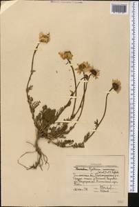 Richteria djilgense (Franch.) K. Bremer & Humphries, Middle Asia, Western Tian Shan & Karatau (M3) (Uzbekistan)