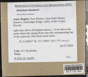 Helodium blandowii (F. Weber & D. Mohr) Warnst., Bryophytes, Bryophytes - Russian Far East (excl. Chukotka & Kamchatka) (B20) (Russia)