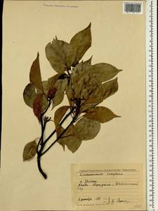Cinnamomum camphora (L.) J. Presl, South Asia, South Asia (Asia outside ex-Soviet states and Mongolia) (ASIA) (Sri Lanka)