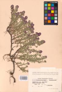 MHA 0 157 373, Thymus pallasianus Heinr.Braun, Eastern Europe, North Ukrainian region (E11) (Ukraine)
