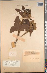 Vitex pinnata L., South Asia, South Asia (Asia outside ex-Soviet states and Mongolia) (ASIA) (India)
