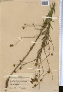 Linaria popovii Kuprian., Middle Asia, Western Tian Shan & Karatau (M3) (Uzbekistan)