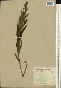 Chamaenerion angustifolium (L.) Scop., Eastern Europe, Northern region (E1) (Russia)